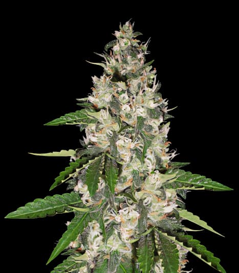 Aurora cannabis seeds packaging — Royal King Seeds Australia