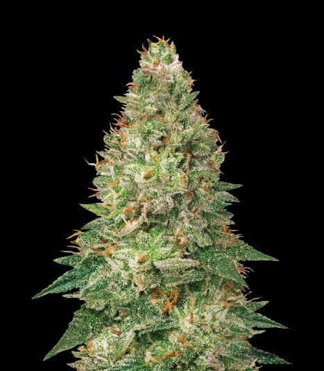 Avalon cannabis seeds packaging — Royal King Seeds Australia