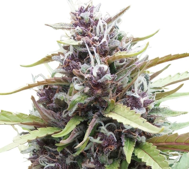 Ayahuasca Purple cannabis seeds packaging — Royal King Seeds Australia