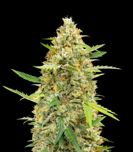 B-52 cannabis seeds packaging — Royal King Seeds Australia