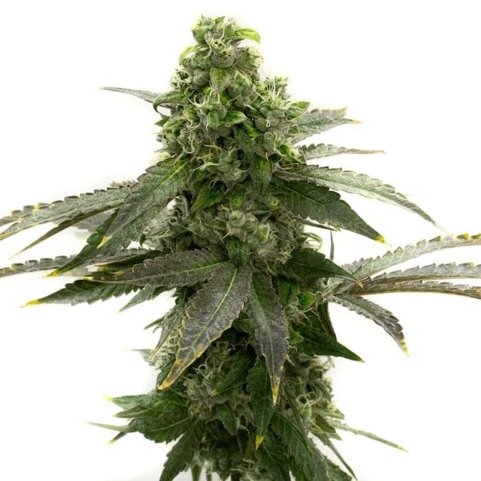 Badazz Cheese cannabis seeds packaging — Royal King Seeds Australia