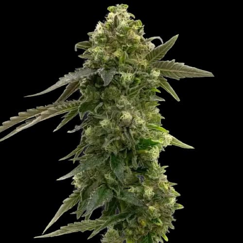 Badazz Rolex cannabis seeds packaging — Royal King Seeds Australia