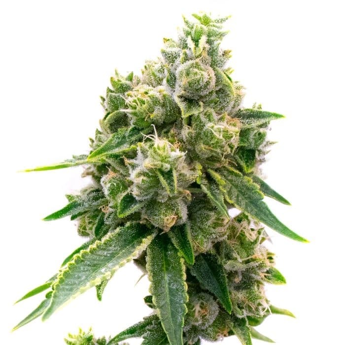 Baked Apple cannabis seeds packaging — Royal King Seeds Australia
