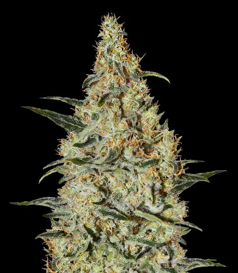 Bakerstreet cannabis seeds packaging — Royal King Seeds Australia