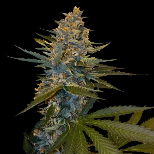 Banana Candy cannabis seeds packaging — Royal King Seeds Australia