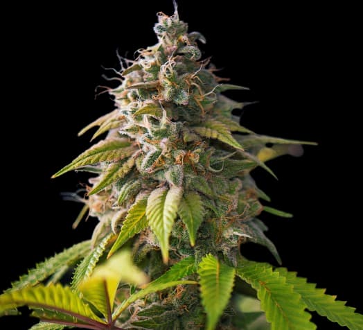 Banana Cream OG cannabis seeds packaging — Royal King Seeds Australia