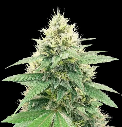 Banana Diesel cannabis seeds packaging — Royal King Seeds Australia