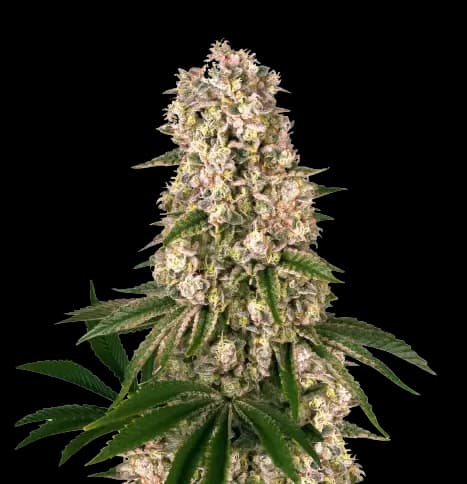Banana Kush cannabis seeds packaging — Royal King Seeds Australia