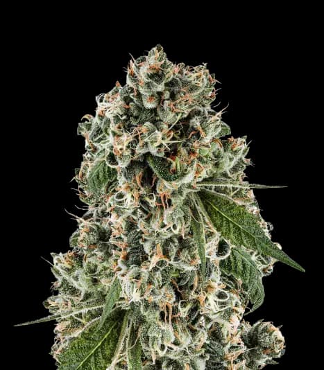 Bandana cannabis seeds packaging — Royal King Seeds Australia