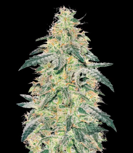 Barbara Bud cannabis seeds packaging — Royal King Seeds Australia