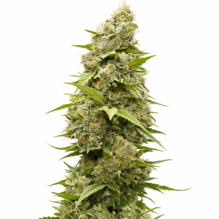 Batman OG cannabis seeds packaging — Royal King Seeds Australia
