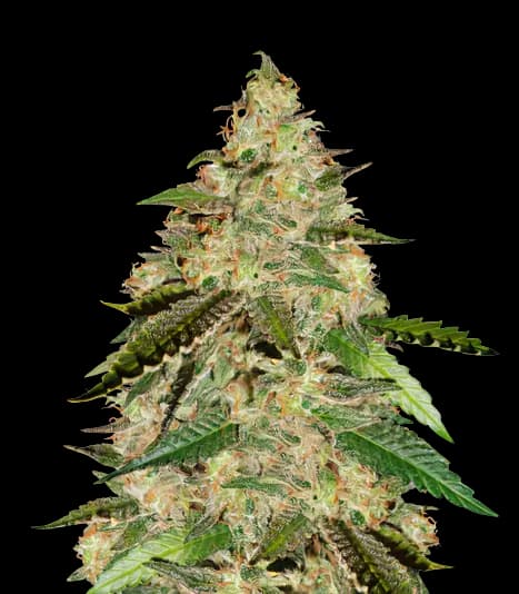 Bay 11 cannabis seeds packaging — Royal King Seeds Australia
