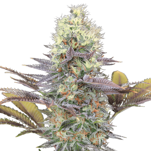 Bay Dream cannabis seeds packaging — Royal King Seeds Australia