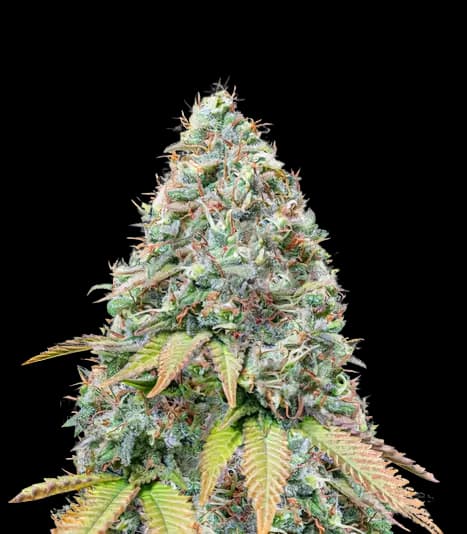 BCN Diesel CBD cannabis seeds packaging — Royal King Seeds Australia