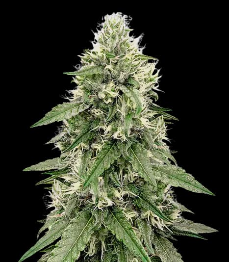 Bear Dance cannabis seeds packaging — Royal King Seeds Australia