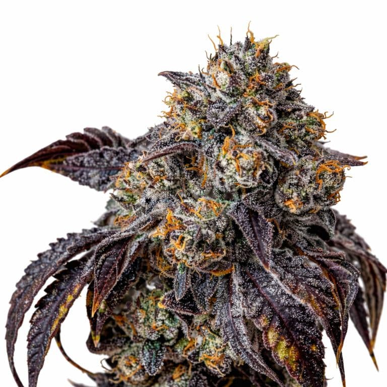 Berry White cannabis seeds packaging — Royal King Seeds Australia
