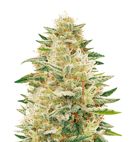 Bianca cannabis seeds packaging — Royal King Seeds Australia