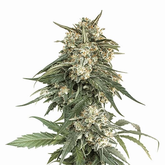 Biddy Early cannabis seeds packaging — Royal King Seeds Australia