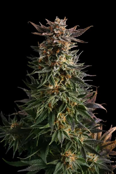Big Band cannabis seeds packaging — Royal King Seeds Australia