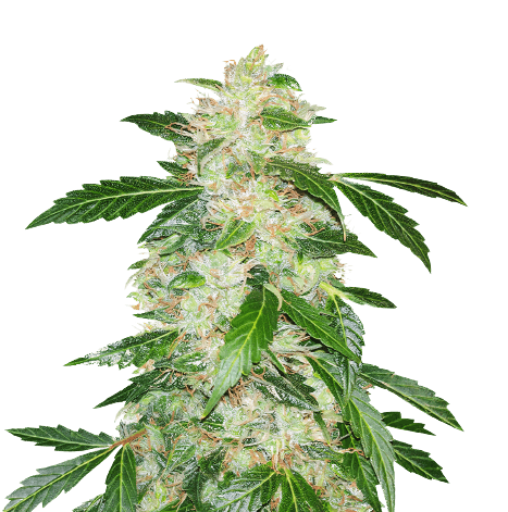 Big Bang cannabis seeds packaging — Royal King Seeds Australia