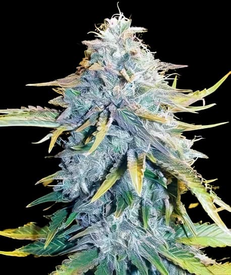 Big Blue cannabis seeds packaging — Royal King Seeds Australia