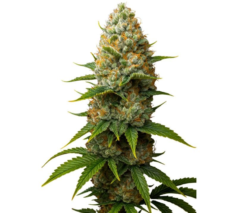 Big Bud cannabis seeds packaging — Royal King Seeds Australia