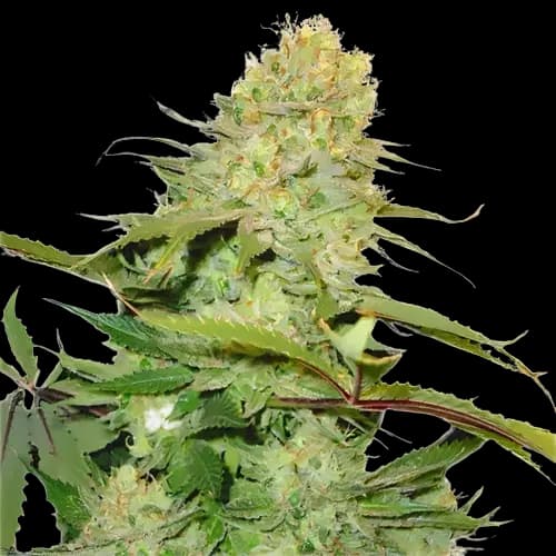 Big Buddha Cheese cannabis seeds packaging — Royal King Seeds Australia