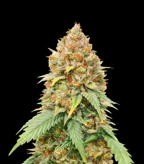 Big Cheese cannabis seeds packaging — Royal King Seeds Australia