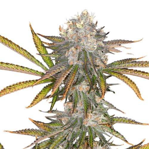 Black 84 cannabis seeds packaging — Royal King Seeds Australia