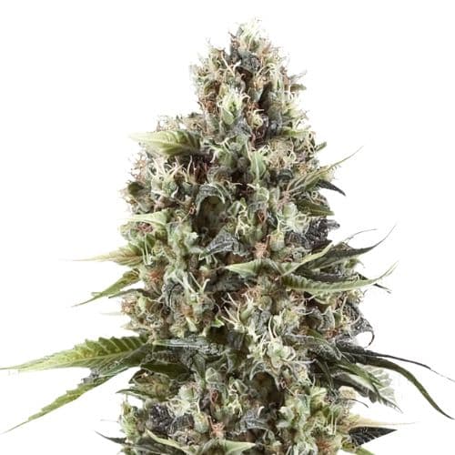 Black Betty cannabis seeds packaging — Royal King Seeds Australia