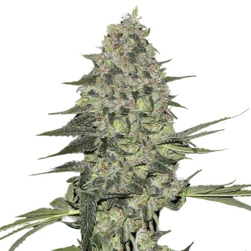 Black Bubba cannabis seeds packaging — Royal King Seeds Australia