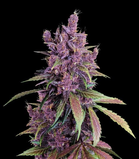 Black Cherry cannabis seeds packaging — Royal King Seeds Australia