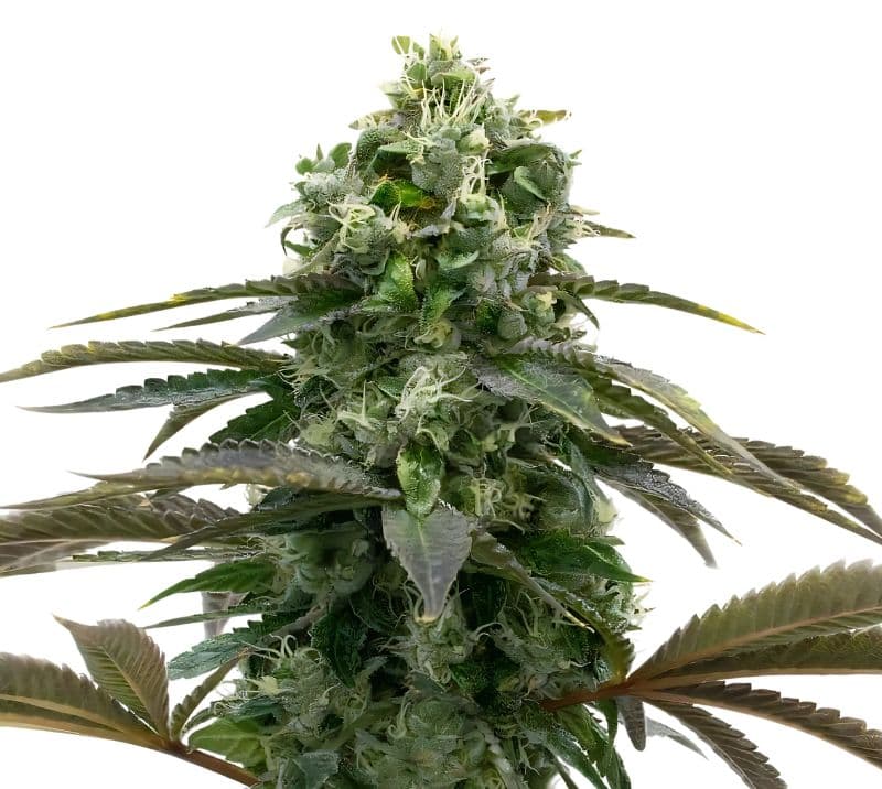 Black Demon OG cannabis seeds packaging — Royal King Seeds Australia