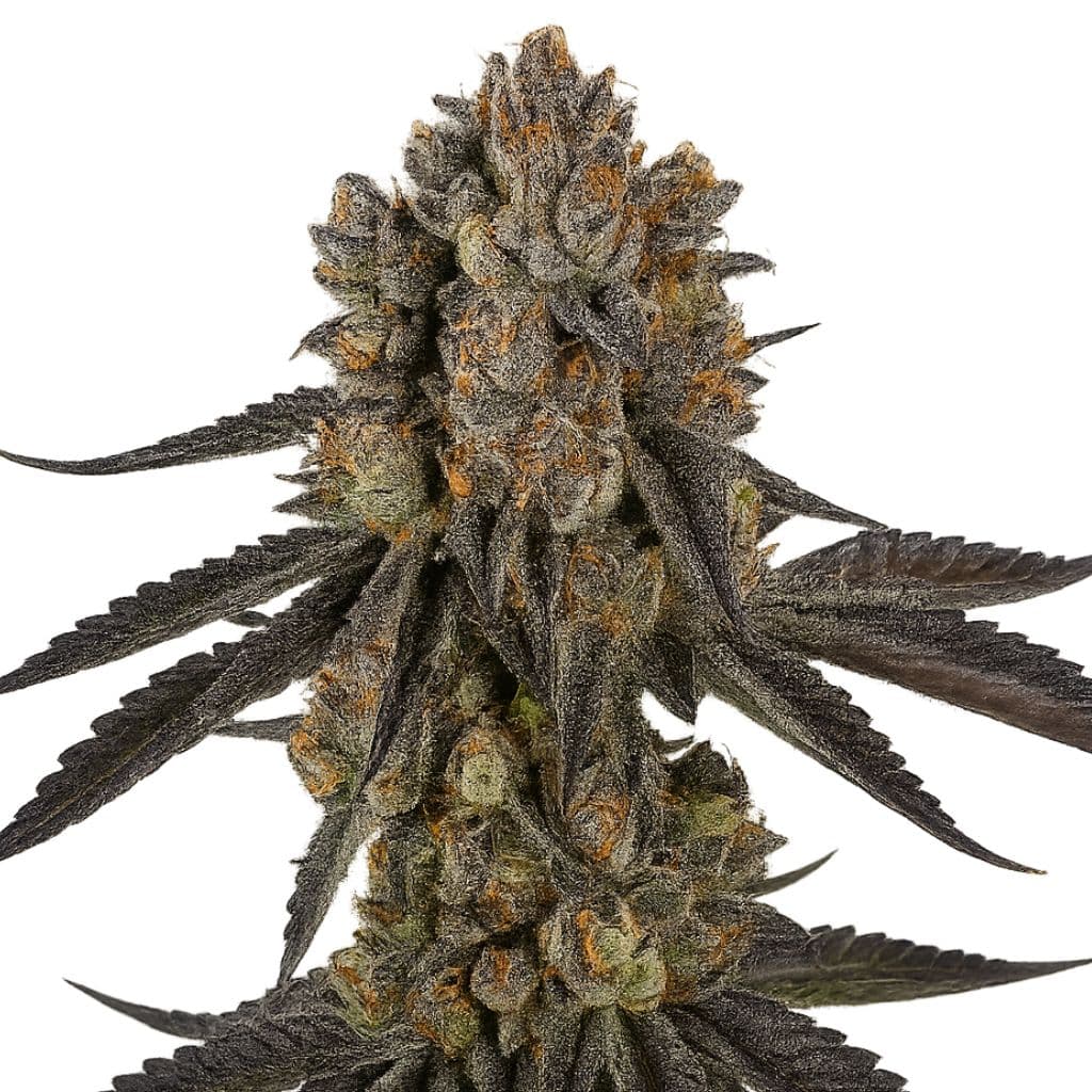 Black Mamba cannabis seeds packaging — Royal King Seeds Australia
