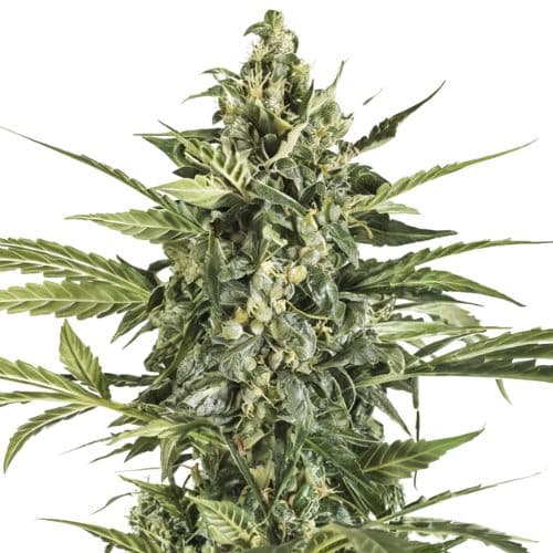 Black Russian cannabis seeds packaging — Royal King Seeds Australia