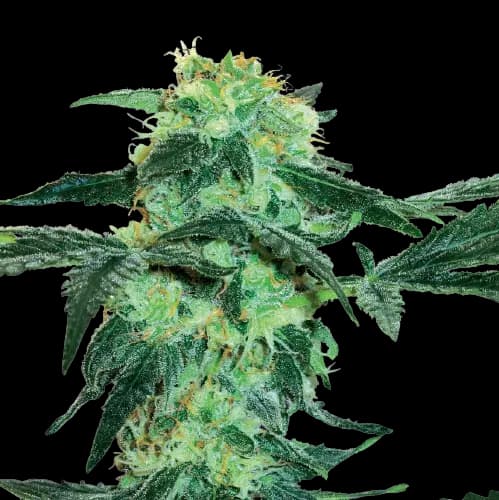 Black Tuna cannabis seeds packaging — Royal King Seeds Australia