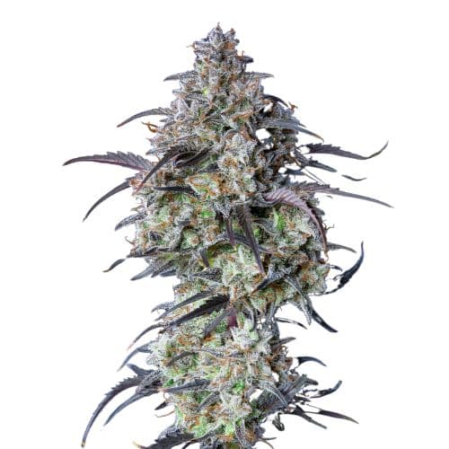 Black Water Purple OG Cheese cannabis seeds packaging — Royal King Seeds Australia