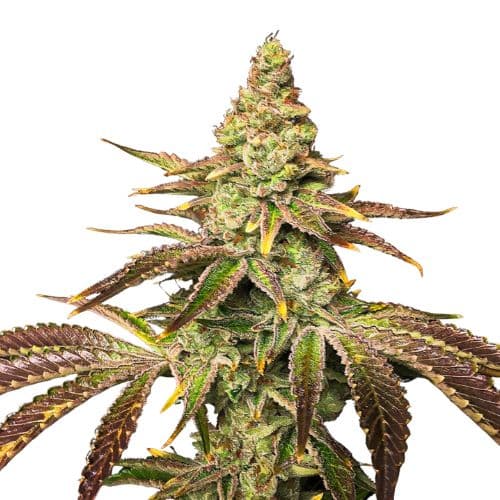 Black Widow cannabis seeds packaging — Royal King Seeds Australia
