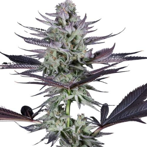 Blackberry Bubble cannabis seeds packaging — Royal King Seeds Australia
