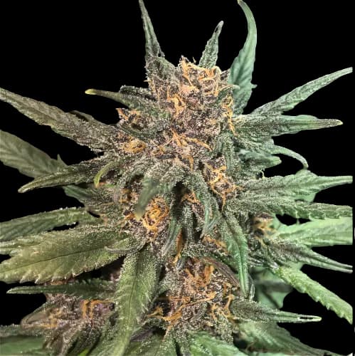 Blackberry Cream cannabis seeds packaging — Royal King Seeds Australia