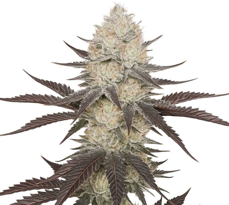 Blackberry cannabis seeds packaging — Royal King Seeds Australia