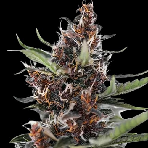 Blackberry Rhino cannabis seeds packaging — Royal King Seeds Australia