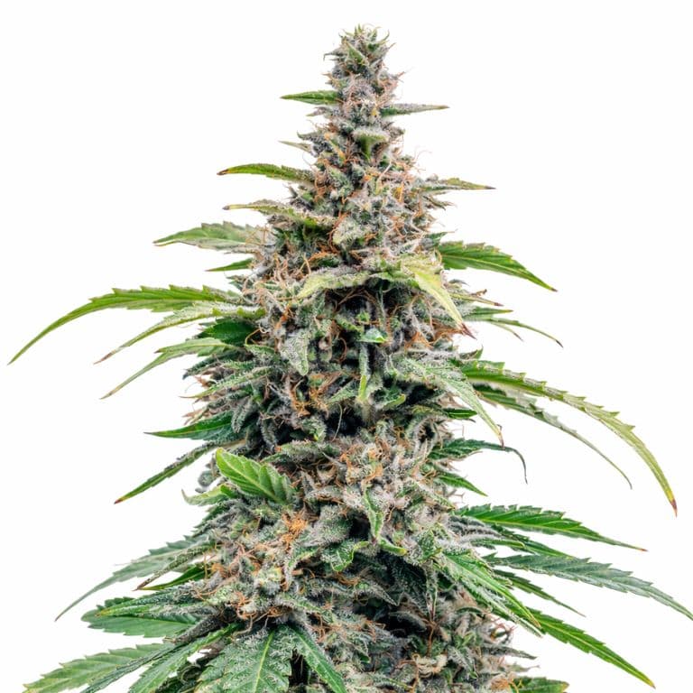 Bloos Kloos cannabis seeds packaging — Royal King Seeds Australia