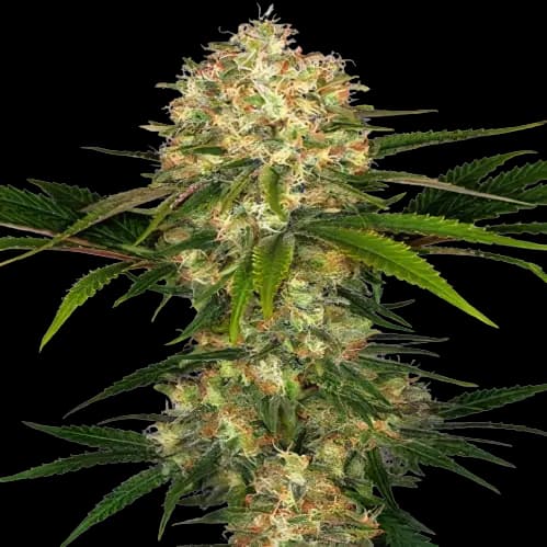 Blue Afghani cannabis seeds packaging — Royal King Seeds Australia