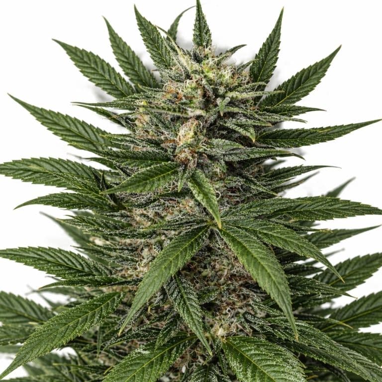 Blue Amnesia cannabis seeds packaging — Royal King Seeds Australia