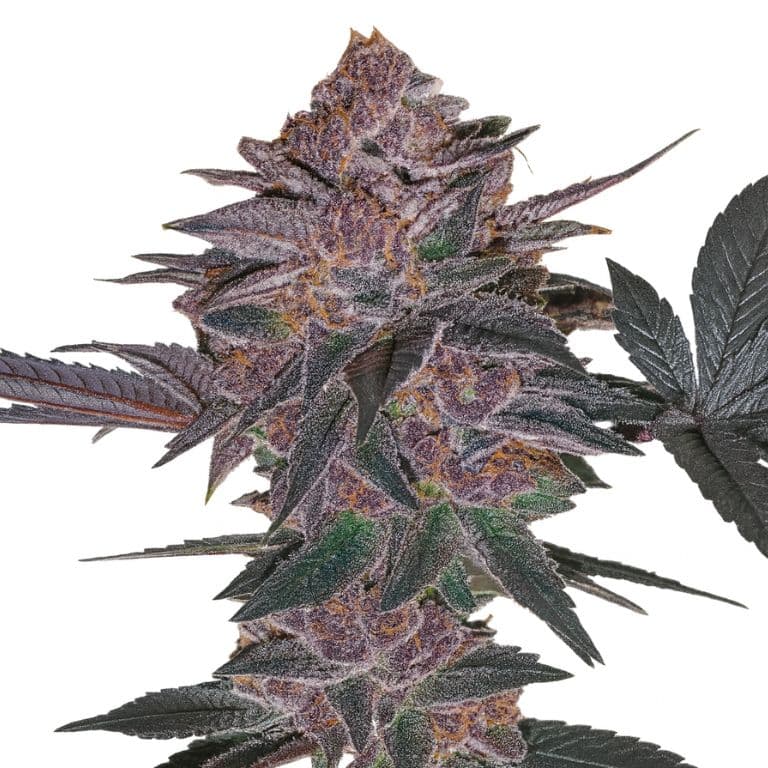 Blue Biscotti cannabis seeds packaging — Royal King Seeds Australia