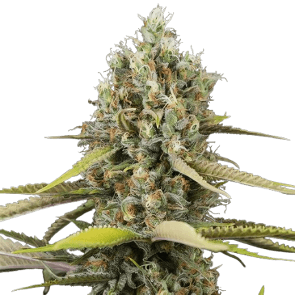 Blue Buddha cannabis seeds packaging — Royal King Seeds Australia