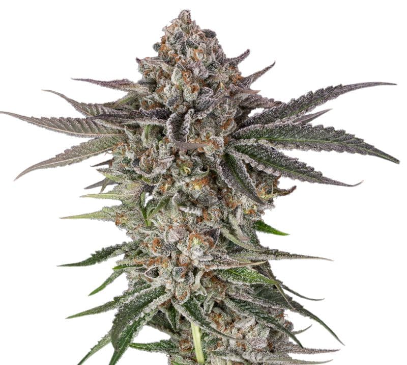 Blue Crack cannabis seeds packaging — Royal King Seeds Australia