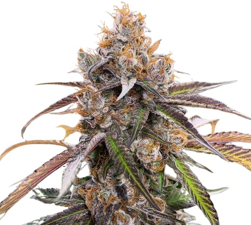 Blue Diamond cannabis seeds packaging — Royal King Seeds Australia
