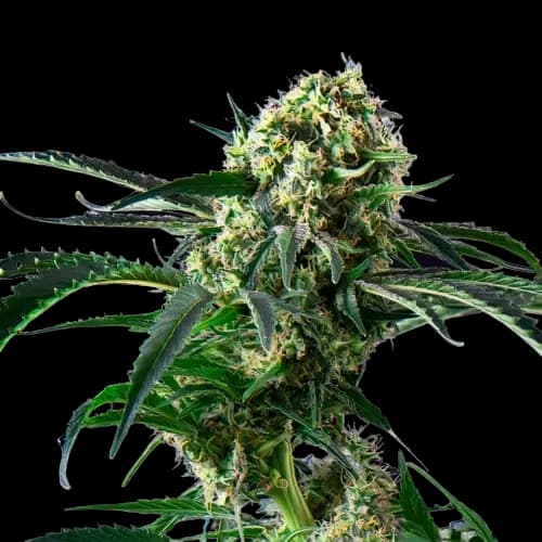 Blue Diesel cannabis seeds packaging — Royal King Seeds Australia